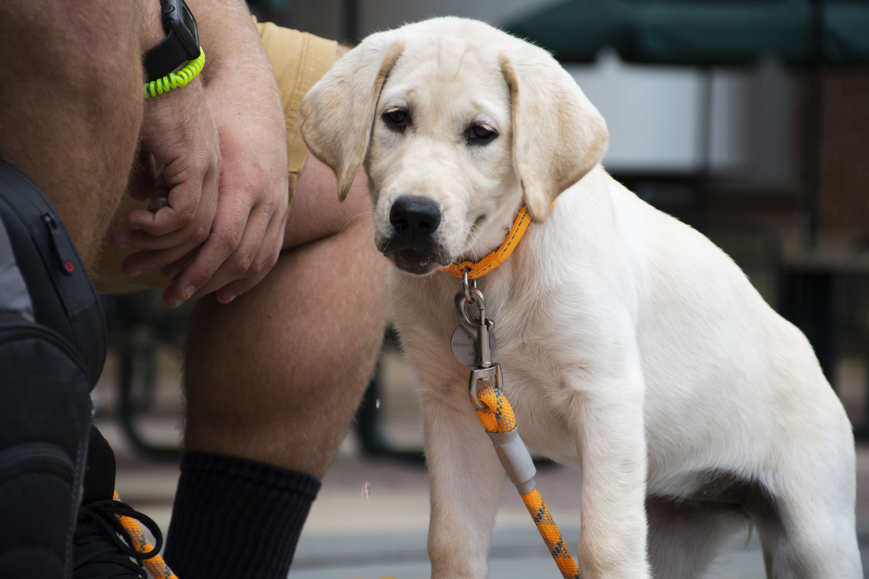 Service Puppy in Training
